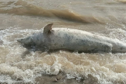 Sahil Şeridinde Üzen Görüntü!