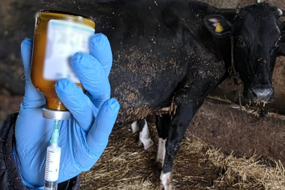 Büyükbaş Hayvanlara Yönelik Sıkı Önlem!