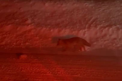 Ana Yola İnen Tilki Kameralara İşte Böyle Yansıdı!