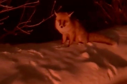 Uludağ yolunda tilki görüntülendi