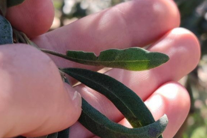 Zeytin Üreticilerine Önemli Uyarı!