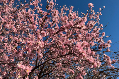 Badem Ağaçları Yalancı Bahara Aldandı!