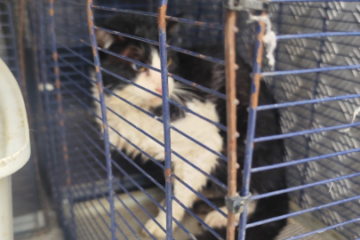 Derede Mahsur Kalan Kedinin İmdadına Yetiştiler!