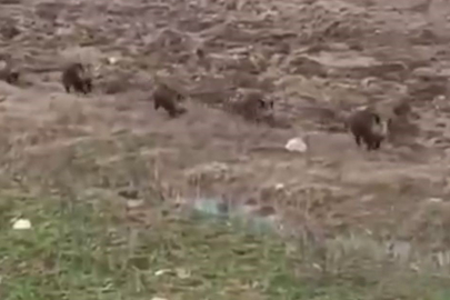 Yolun Karşısına Geçen Domuz Sürüsü İşte Böyle Görüntülendi!