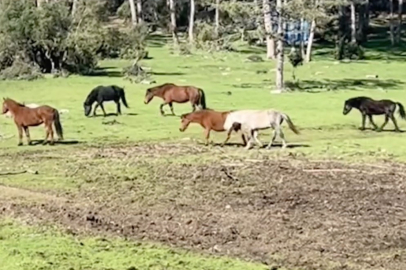Bursa’da yılkı atlarının özgürlük gezisi