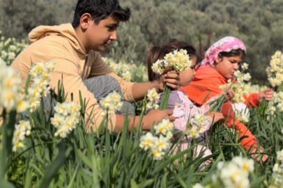 Bilim dünyasında nergis: Alzheimer tedavisinde kritik madde