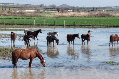 Binlerce Dönüm Tarım Arazisi Sular Altında Kaldı!