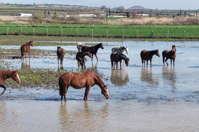 Milyonluk yarış atları su altında kaldı