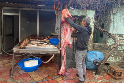 Dev Balığı Görenlerin Ağzı Açık Kaldı!