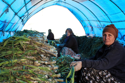 Lüleburgaz'da Hasat Vakti!