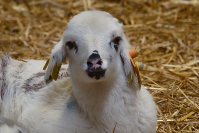 Sahada et verimi yüksek koyun üretimi artacak