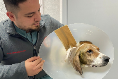 Hasta Köpek Sağlığına Kavuştu!