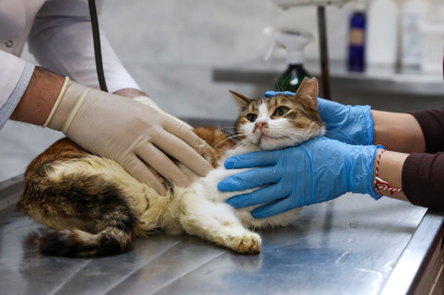 Çaresiz Kedinin İmdadına Büyükşehir Yetişti!