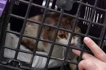 Yaralı kediye Büyükşehir şefkati