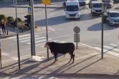 Çiftlikten Kaçan Boğa Ortalığı Birbirine Kattı!