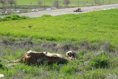 Çok sayıda hayvan leşi mikrop saçıyor