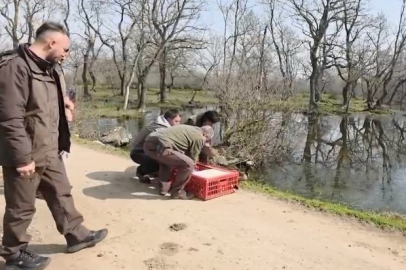 Dünya Yaban Hayatı Günü'nde Özgürlüklerine Kavuştular!