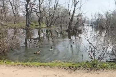 Karacabey Longozları'nda yaban hayatına özgürlük