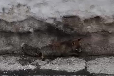 Uludağ'da Otomobilin Çarptığı Yaralı Tilki İçin İhbar Yapıldı