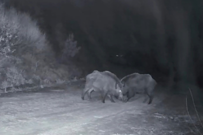 Domuz Sürüsünün Kavgası Kamerada