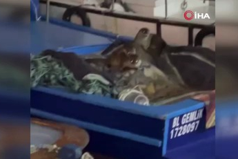 Aç kalan anne su samuru ve yavruları Gemlik’te tekneye sığındı