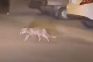 Aç Kalan Tilki Kameraya Yansıdı