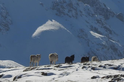 3 bin 300 rakımda özgür yaşam: Munzur’un yılkı atları