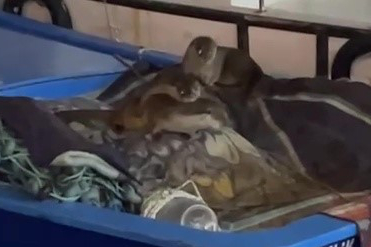 Gemlik Kayıkhane Limanı'nda Sevimli Ziyaretçiler