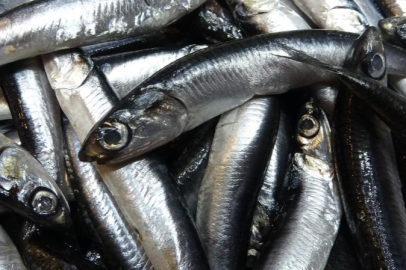 Türkiye'nin hamsi ihracatında Ukrayna ilk sırada