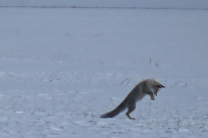 Durdu, dinledi zıpladı kara gömüldü avını yakaladı