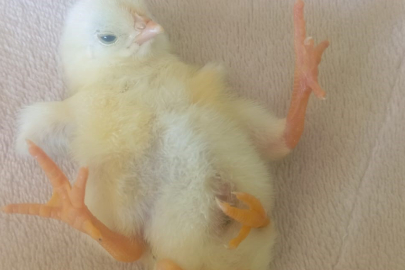 Sıra dışı olay: Dört ayaklı civciv doğdu