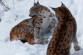 Nesli tükenme tehlikesindeki iki vaşak Keşiş Dağı kırsalında görüntülendi
