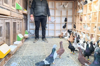 Otomobil Fiyatına Güvercin...