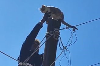 Kediyi Kurtarma Operasyonu