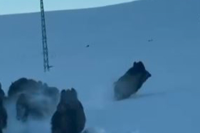 Domuz Sürüsü Kameraya Yansıdı