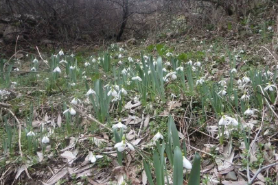 Bu Çiçeği Koparmanın Bedeli Dudak Uçuklatıyor