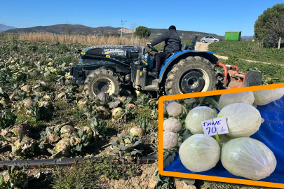 Pazarda 70 lira ama yüzbinlercesi tarlada çürüdü