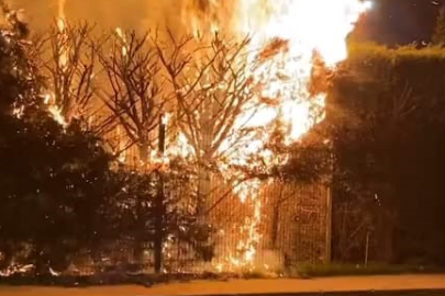 Botanik Park'ta çıkan yangında bir ağaç alevlere teslim oldu