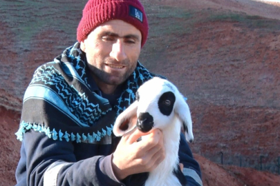 Kuzuların Anneleriyle Buluşma Anı Kamerada