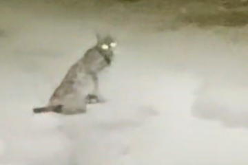 Sosyal medyada viral oldu! Konya’da vaşak görüldü