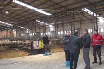 Türkiye'nin en değerli koçları rekor fiyatlara satılıyor