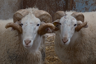 Türkiye'nin en değerli koçları rekor fiyatlara satılıyor