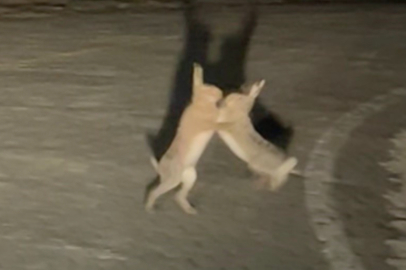 Anlaşamayan tavşanlar birbirine girdi