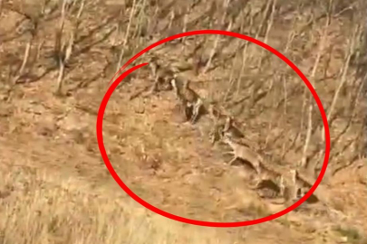 Geyik sürüsü kameraya böyle takıldı