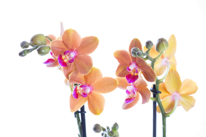 Zarafetin ve Asaletin Uzun Ömürlü Sembolü