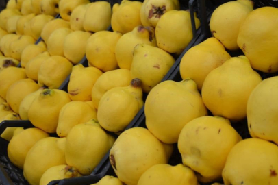 Ayvayı yiyemedik...Kilosu 300 liraya dayandı