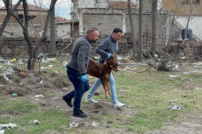 Başıboş köpeğin saldırdığı 3 yaşındaki çocuk ağır yaralandı