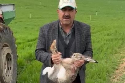 Diyarbakır Çınar'da Bir Çiftçi Yakaladığı Tavşanı Doğaya Bıraktı