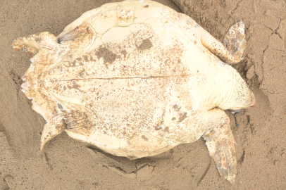 Manavgat'ta ölü caretta caretta sahile vurdu