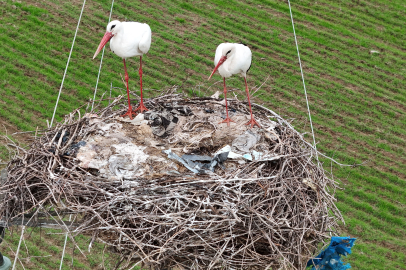 Dicle Nehri, Etiyopya, Somali ve Afrika’dan gelen leyleklere ev sahipliği yapıyor